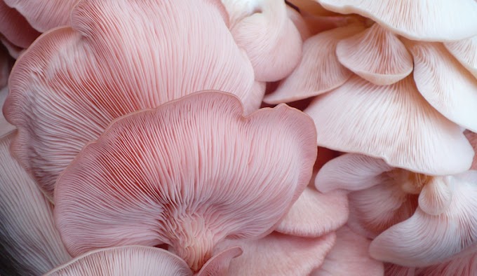 Buy Oyster Mushroom Online | Oyster Mushroom In Aurangabad | Scope Of Oyster Mushroom In Aurangabad |