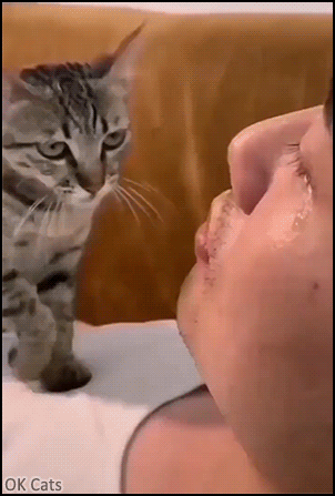 Cute cat GIF • affectionate kitty cuddling man crying. Don't cry Dad I love ♥ you... [ok-cats.com]
