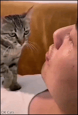 Cute cat GIF • affectionate kitty cuddling man crying. Don't cry Dad I love ♥ you... [ok-cats.com]