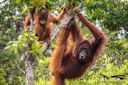 Upaya Pelestarian Hewan  Fauna di  Indonesia Anak Sekolah