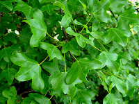 Acero minore (Acer m.)