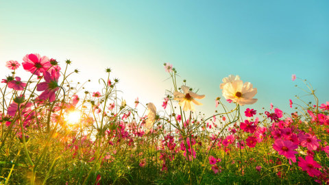 নতুন ফুলের ছবি ও নতুন ফুলের পিকচার ডাউনলোড | New Flower Pictures Download 2023 নতুন ফুলের ছবি ও নতুন ফুলের পিকচার ডাউনলোড | New Flower Pictures Download 2023