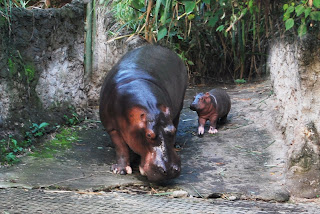 10 Binatang Terjorok Di Dunia [ www.BlogApaAja.com ]