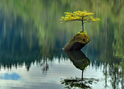 Deretan Pohon Bonsai Jepang yang mengagumkan