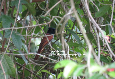 Asian Paradise Flycatcher in Bukit Brown