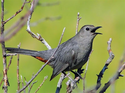 Grey Catbird