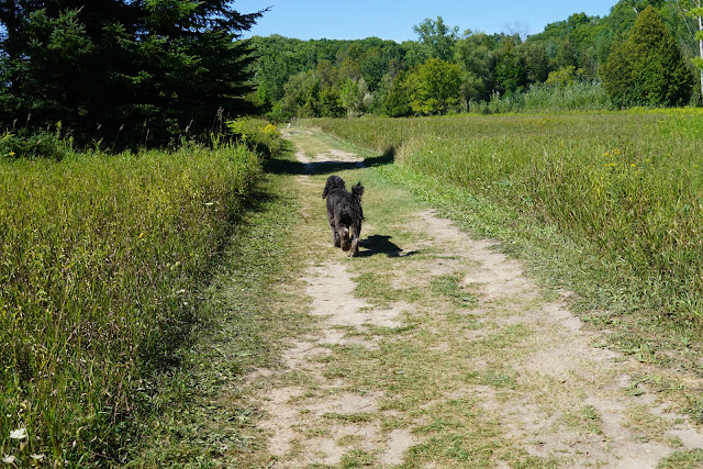 Meadow is part of the Mast Trail in Rouge Park