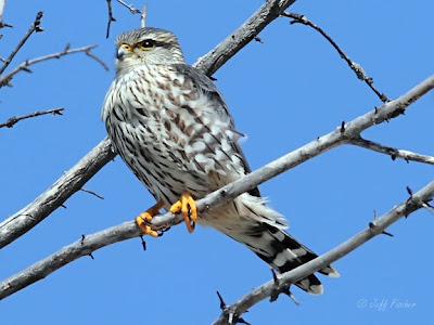 Merlin Falcon