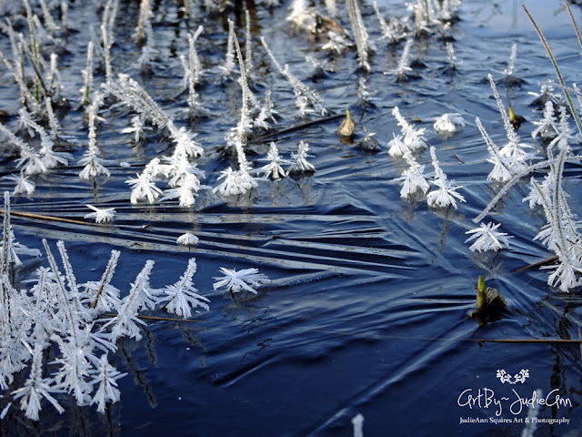 Frost Feathers Maco Photos