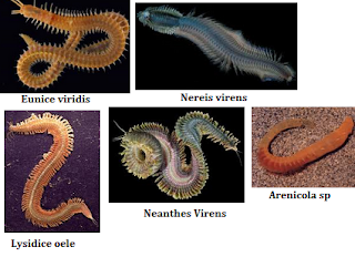 kelompok binatang dengan bentuk badan menyerupai susunan cincin Pengertian Umum Annelida Beserta Ciri-Ciri, Klasifikasi, Reproduksi dan Peranan