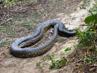 Anaconda Snake Tropical Rainforest Animals Species