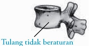 Tulang Tak Beraturan pada Manusia