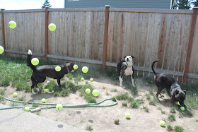 Three dogs vs 60 tennis balls (10 pics), funny dog with tennis balls, funny dog photos