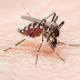 waspada penyakit malaria, kenali gejalanya