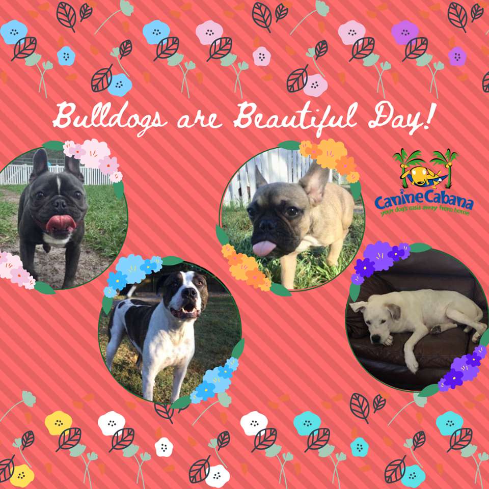 National Bulldogs Are Beautiful Day Wishes pics free download