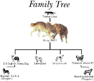 Family_tree_picture_Of_Tibetan_Matiff