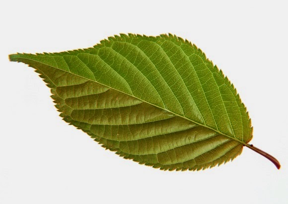 Stock Photo Gambar Daun
