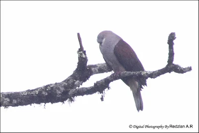 Mountain Imperial Pigeon (Ducula badia)