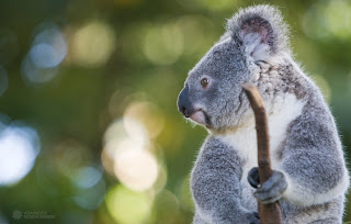 koala albino lucu bear bag baby pets australia animal wallpaper