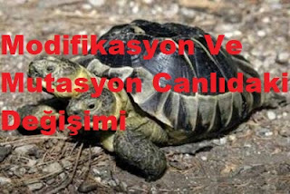 Modifikasyon Ve Mutasyon Canlıdaki Değişimi