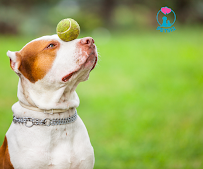 Social Dog Disease Risks - Spot & Prevent Quick!