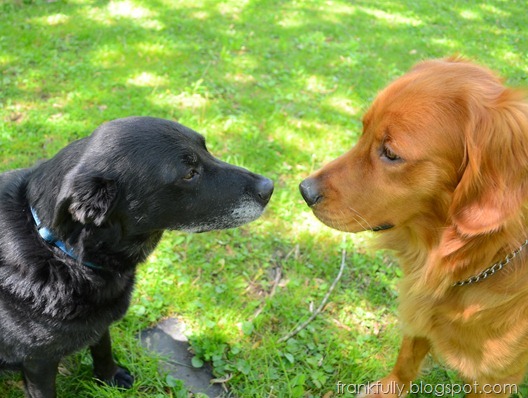 Shadow and Rex