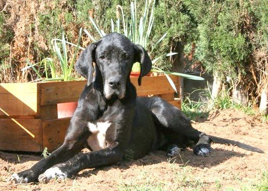 PERRA RABIOSA MUERDE A NUEVE PERSONAS, INCLUYENDO SIETE NIÑOS DURANTE VELATORIO EN NIZAO, BANI; LO ATRIBUYEN AL ESPIRITU DEL DIFUNTO