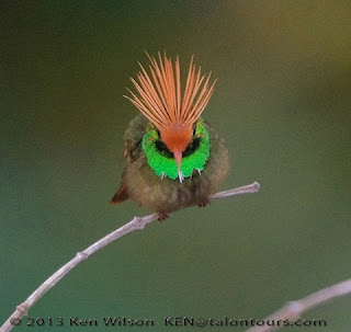 Foto em fundo desfocado marrom esverdeado. Ao centro, um Rufous-crested Coquette, pássaro de pequeno porte, de frente, pousado em um fino galho seco. Plumagem densa marrom no corpo, verde-limão brilhante ao redor do pescoço em forma de babador, nos olhos, uma faixa preta em forma de máscara, bico rosado médio, cabeça laranja intenso e no alto, em tom mais claro penas compridas que remetem a um cocar. No canto inferior direito, parte de outro galho seco. No rodapé lê-se: 2013 Ken Wilson KEN@talontours.com