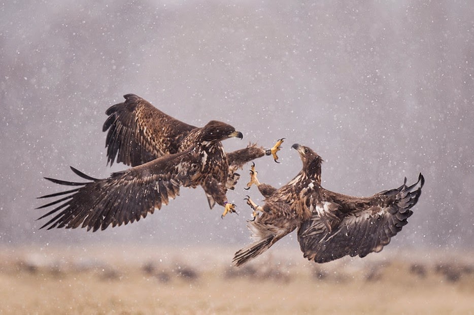 50 Powerful Photos Capture Extraordinary Moments In The Wild