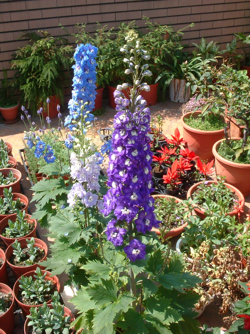 栽培手記 飛鳥群舞 飛燕草 園藝部落格 Igarden 花寶愛花園園藝文摘plus