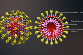 corona virus image