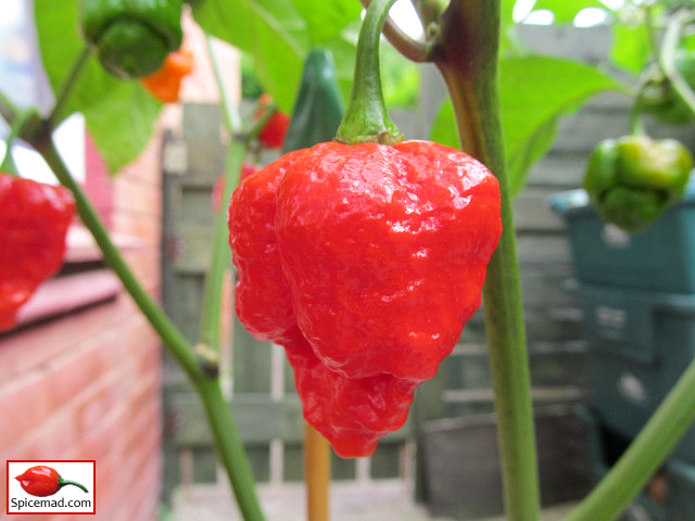 Trinidad Moruga Scorpion - 2nd September 2021