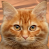 Ginger cats, their personalities, and the mystery that has lasted for decades