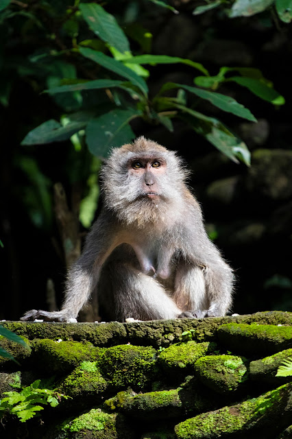 Scimmia nella Monkey forest-Ubud-Bali