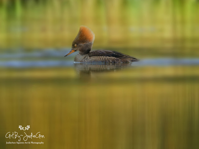 Newfoundland Birds Hooded Merganser