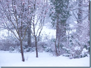 snow and dogs 074