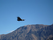 Condor at Colca Canyon