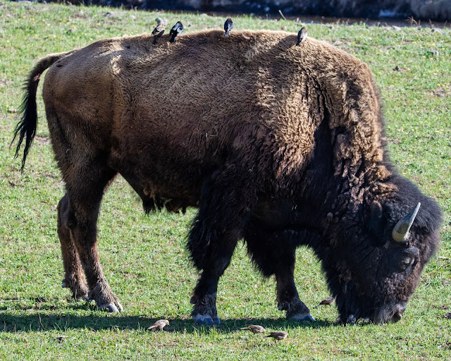 Yellowstone Bison with Birds Wyoming USA