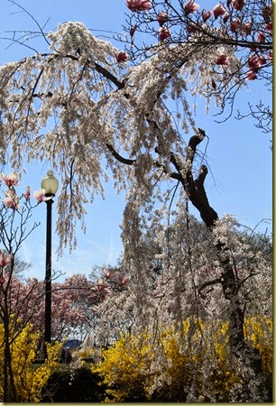 Sakura (65)