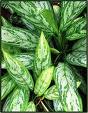 BUNGA AGLAONEMA