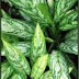 BUNGA AGLAONEMA 