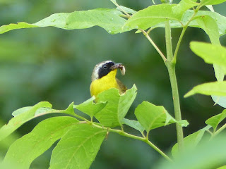 Paruline masquée - Geothlypis trichas