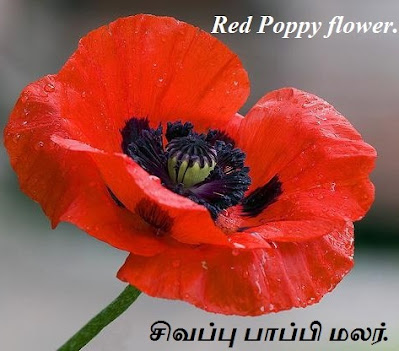 Red Poppy flower