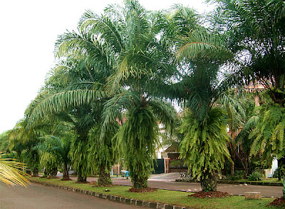street palm tree2