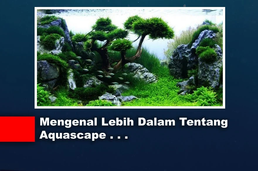 Mengenal Lebih Dalam Tentang Aquascape