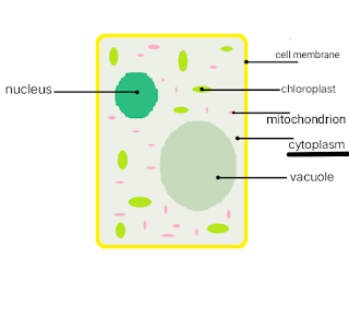 Diagram of cytoplasm present inside plant cell labelled with its components