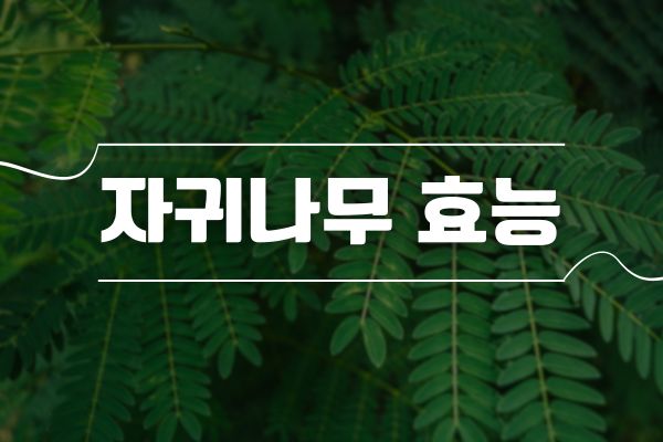 합환피-자귀나무-효능