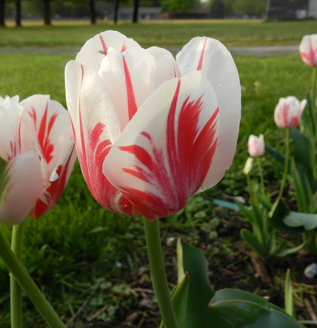 I don't usually plant plain red tulips 