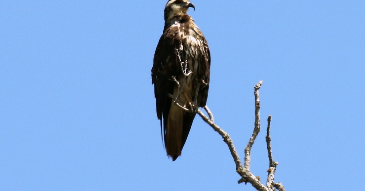 Snail Kite at Lake Somerville, 7-27-22