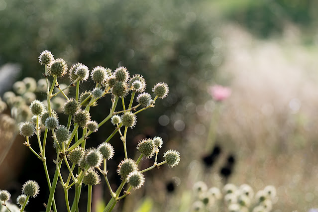 De stekelig bolletjes op hoge stelen van Eryngium yuccifolium zorgen voor een prachtig wintersilhouet